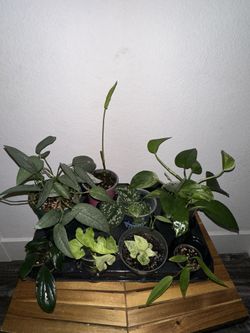 Plants Bundle - All For $38
