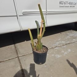 2 Types Of Cactus In 9in Plastic Pot 