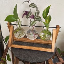 Plant Terrarium With Plants! 