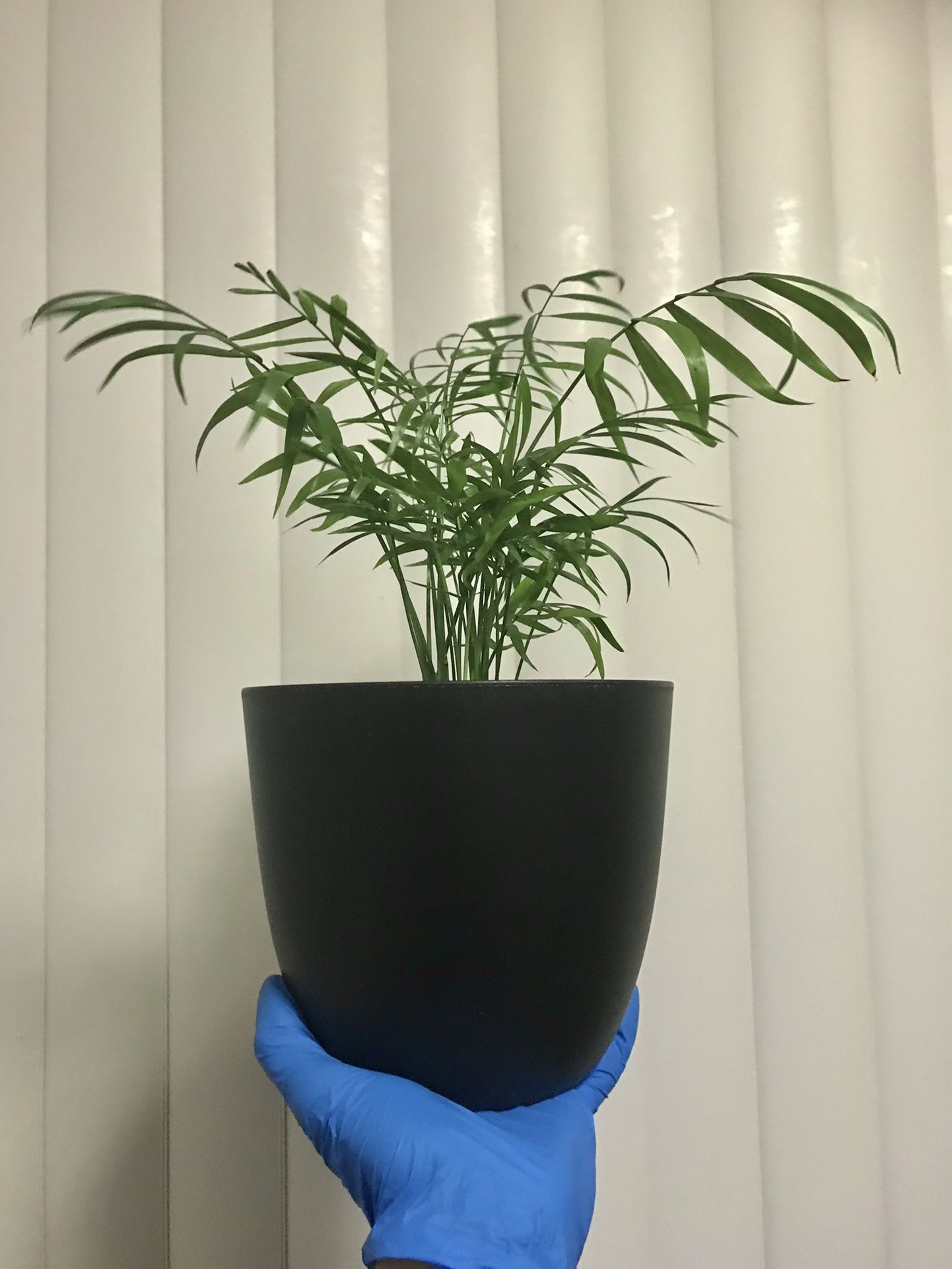 Parlor Palm Plant