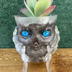 Succulent In Blue Eyed Skull