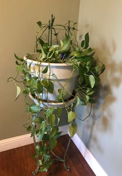 Beautiful healthy indoor plant