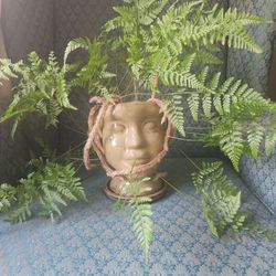 Real Plant Rabbits Foot Fern