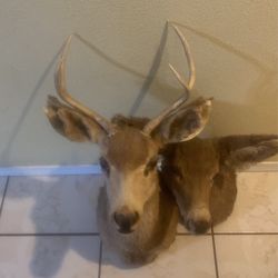 Deers