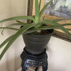 Real Extra Large Aloe Plant 🪴 