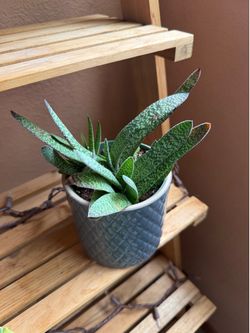 Easy care 7 plant bundle
