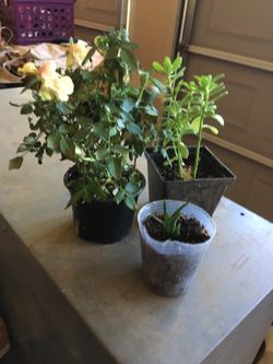Total of 3 plants. Mini roses and 2 of succulent plants