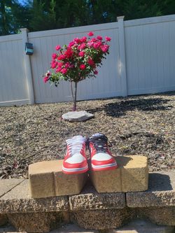 Chicago 75th Anniversary, SB Dunk Low   Size10