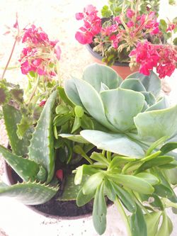 Succulents, savila