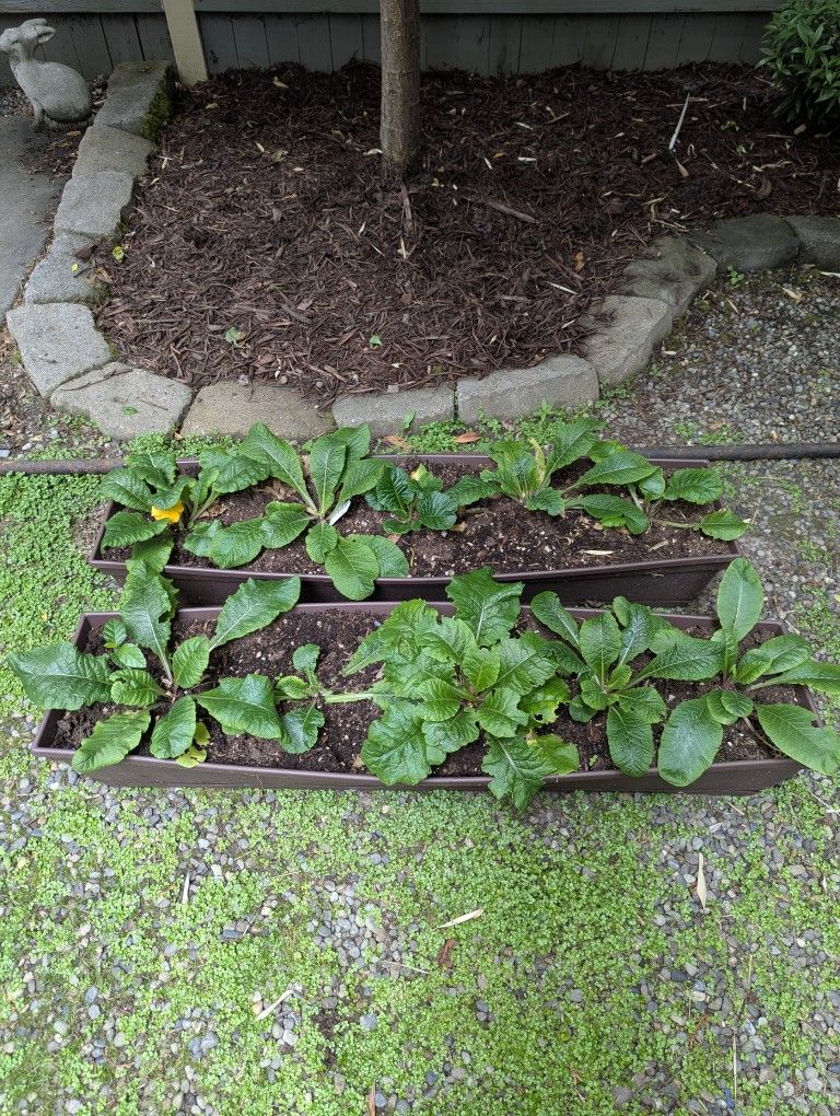 Primroses in planter boxes