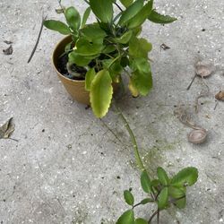Succulent Plant 