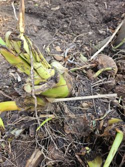 Elephant Eares and Canna Bulbs For Free