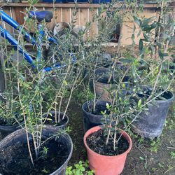 Olive Tree Is 2 Foot Tall $20 Each