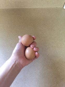 Fresh farm eggs