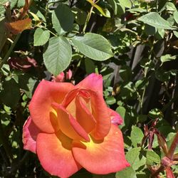 Pink Rose Plants