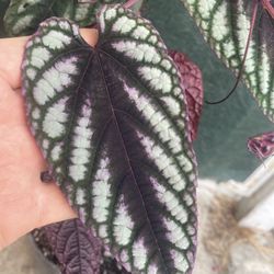 Begonia Cissus Discolor Vine Live Plant, In 1 Gallón Pot Pick Up Only