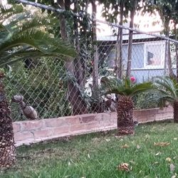 Sagos All   6.  For A 1000