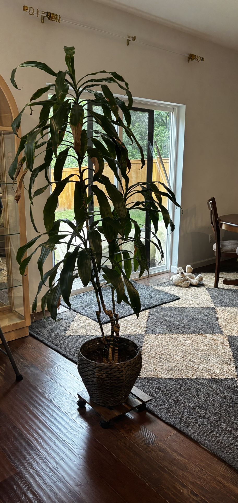 Indoor Tree (Real)