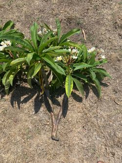 Plumeria cuttings $10 small and big flowers