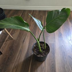 Plant