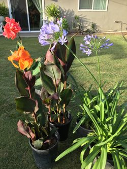 plantas a $15 cada una