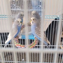 Parakeets and cage