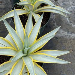 Galactic Traveler Agave – 3 Gallon | Bold Desert Accent Plant