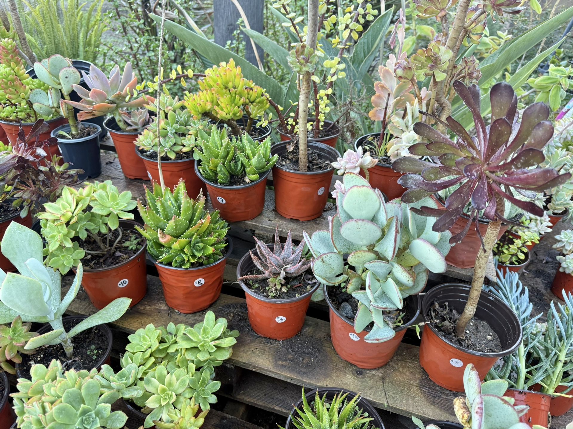 Variety Of Succulents Plants