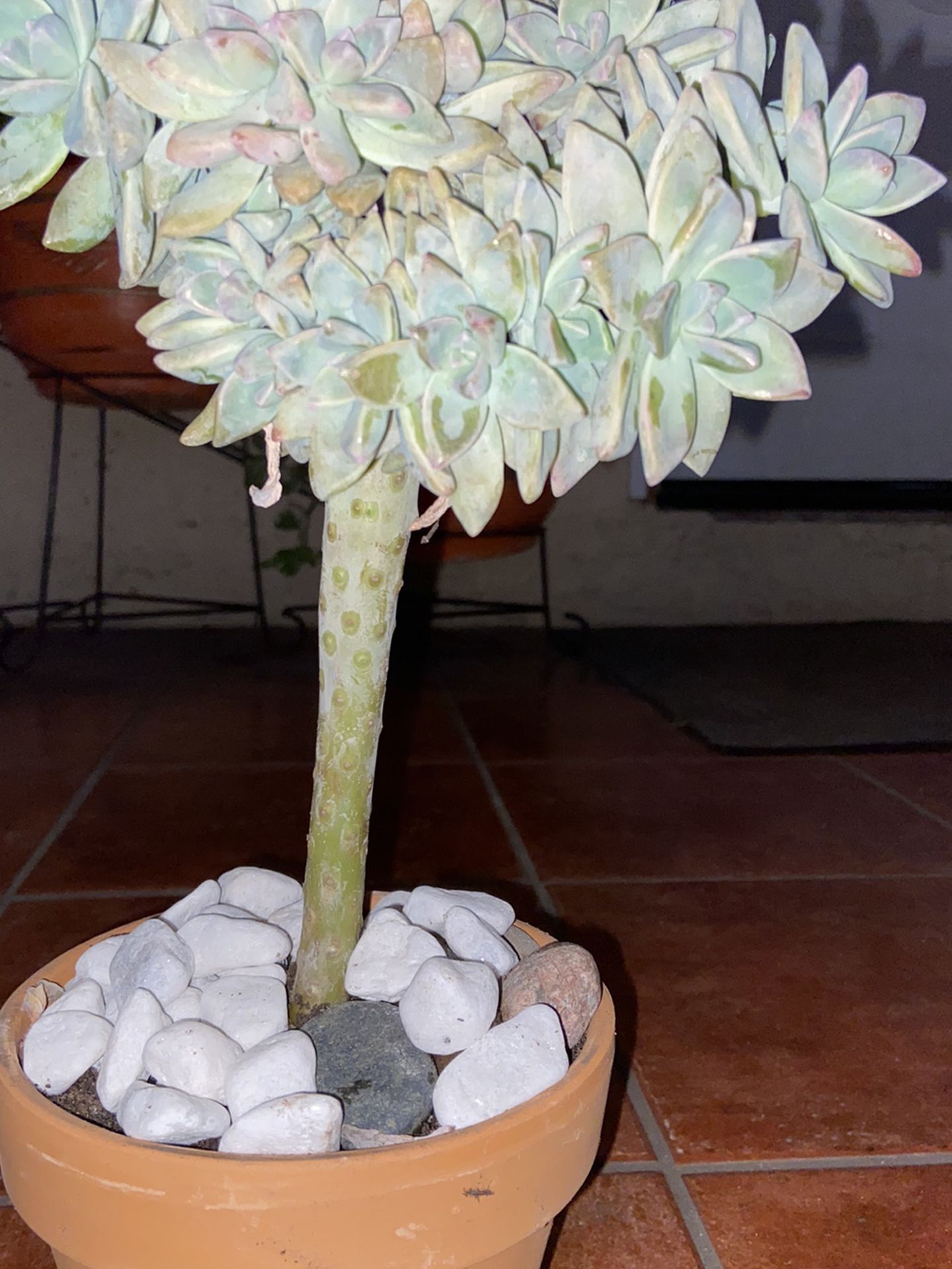 Graptopetalum Paraguayense Crest Succulent Crest Over 12” Tall In Terracota Pot