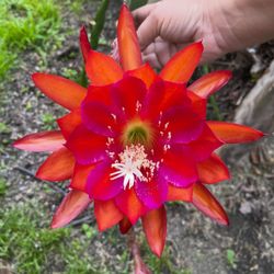 Big Epiphyllum In 3 Gallons Pot W/a Lot Of Buds