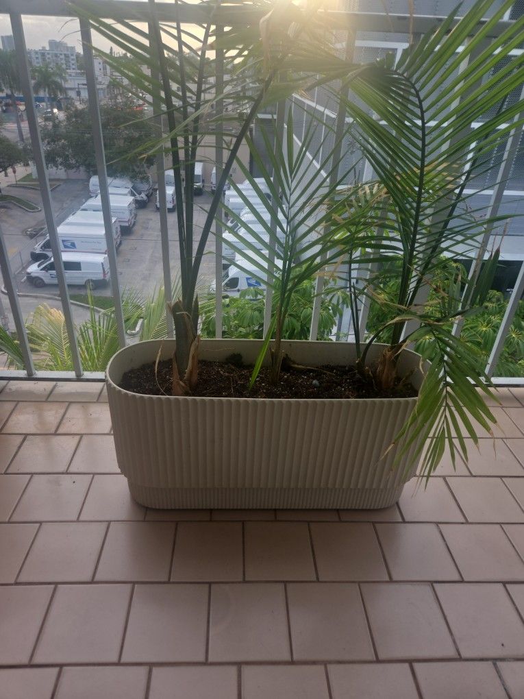 Plante 3 🌴 Palmas