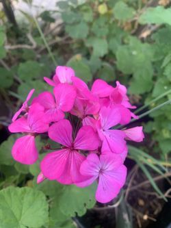 Pink Geranium 
