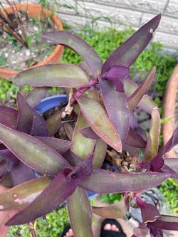 Purple Heart plant - 2$