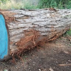 Redwood Log.