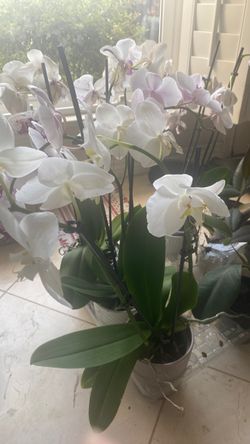 Tall orchids