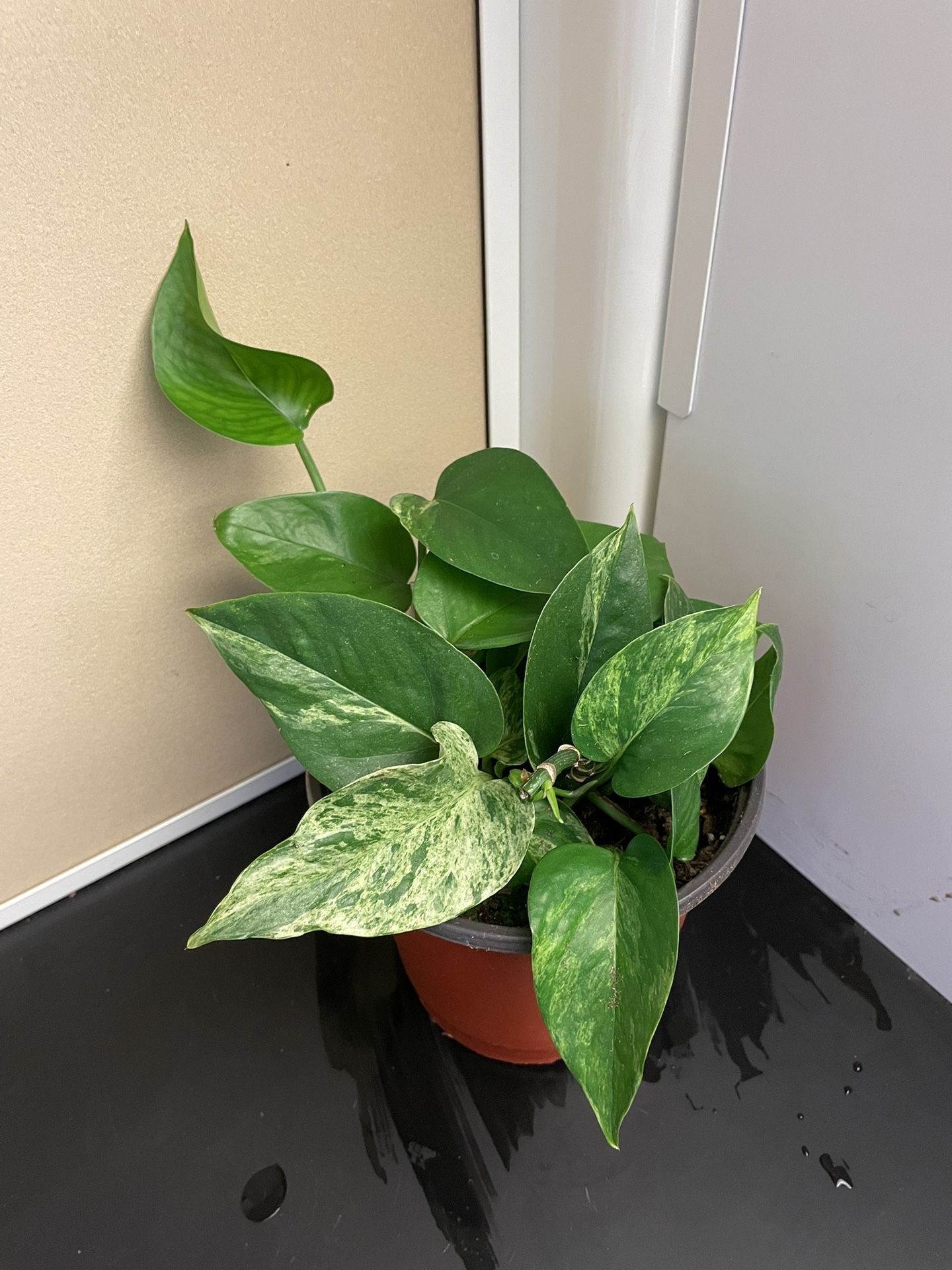 Green Pothos Plant 