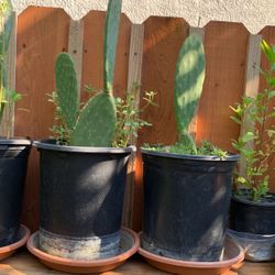 Cactus Plants