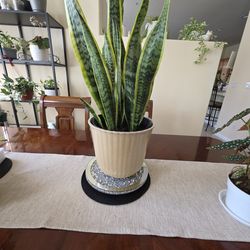 🌿Mother-in-law’s Tongue (Sansevieria)🌿