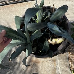 free Blue Agaves 3"-12" Plants With Roots