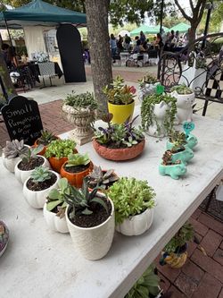 Succulents
