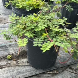Sunshine Mimosa – 1 Gallon Groundcover 🌸☀️