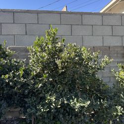 Privet 5 Foot Tall Bushes