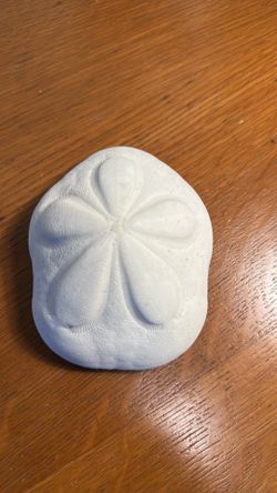 Sea Bisquit / Sand Dollar
