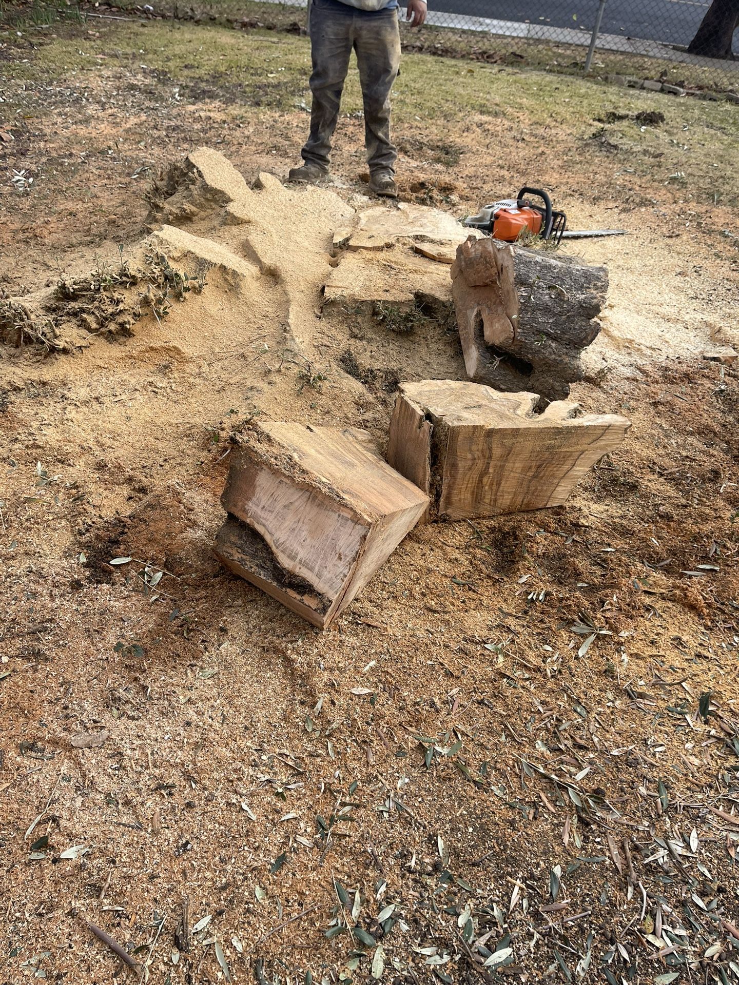 Tree Stump