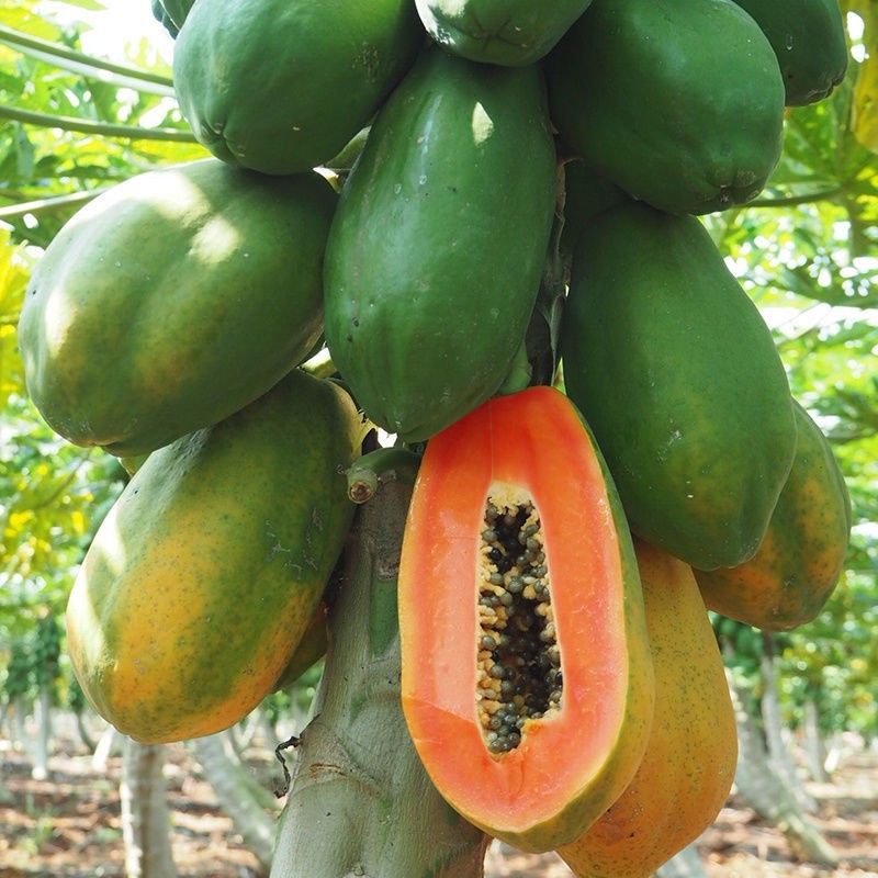 Dwarf Papaya Trees $30