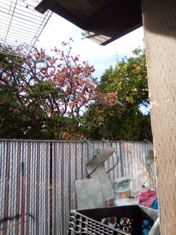 Persimmons