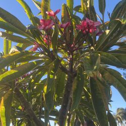 Pink Plumeria Cuttings