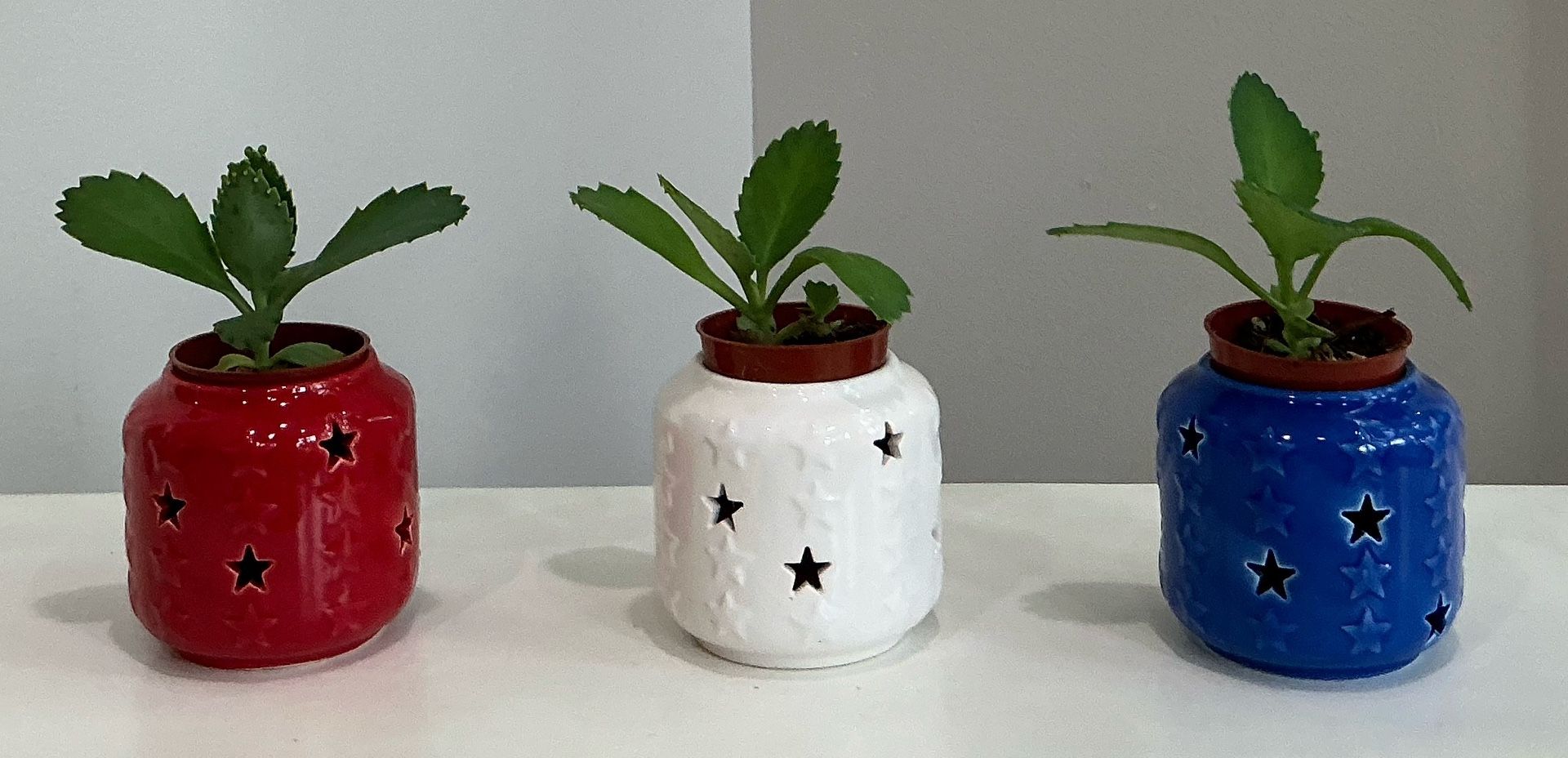 Live Baby Mother-of-Thousands in Red, White & Blue Ceramic Jars with Star Cutouts ($10 ea/ $25 all)