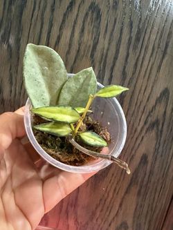 hoya lois bois and nova ghost