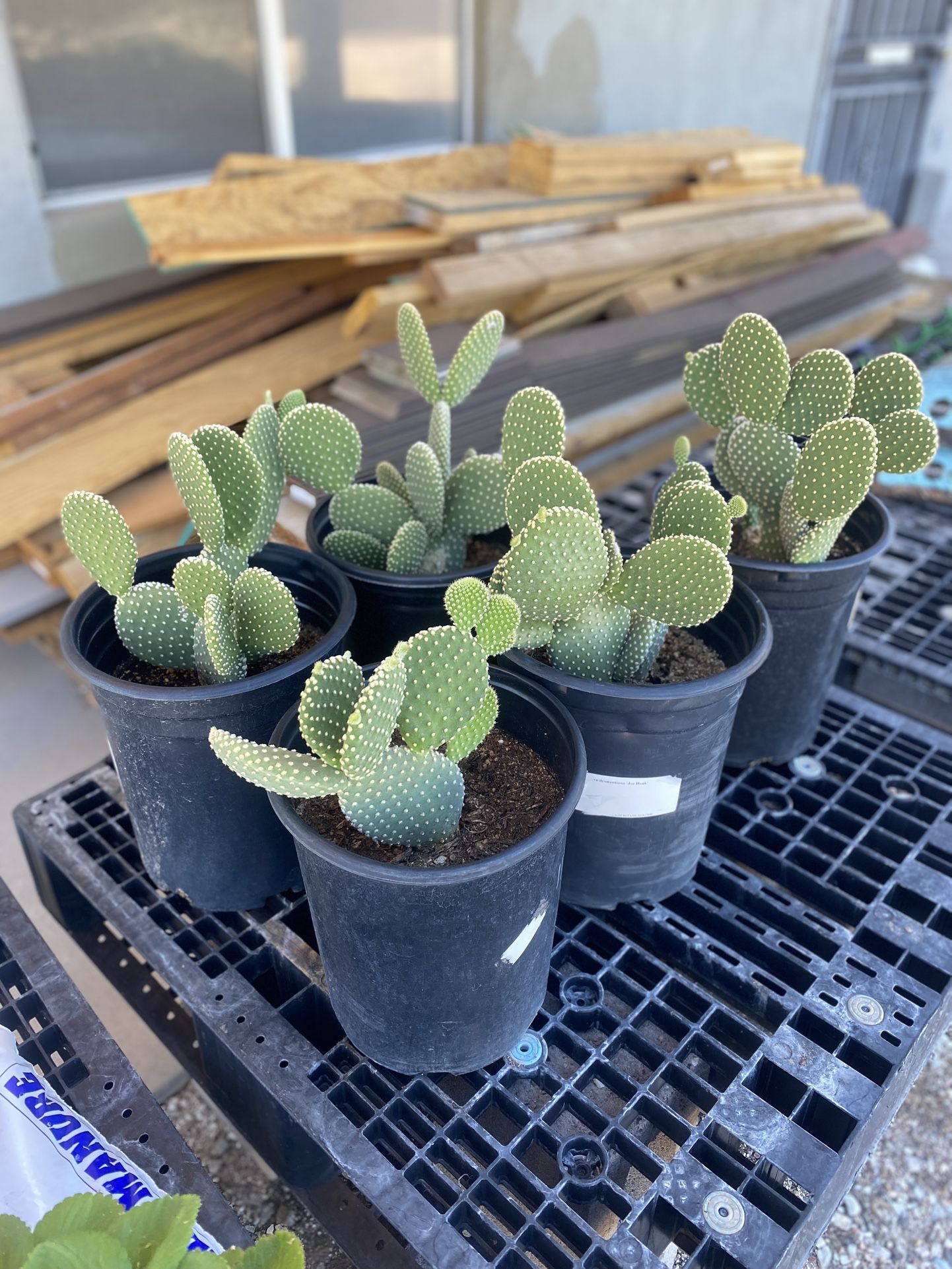 Bunny Ear Cactus